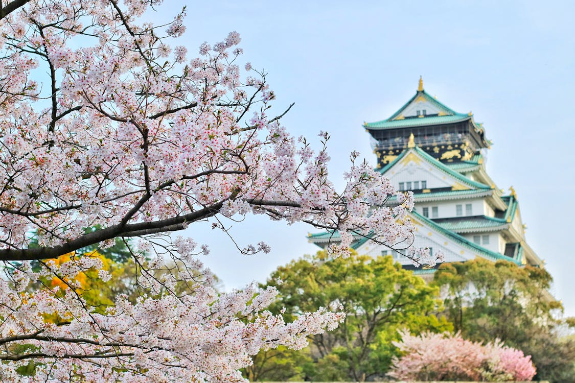 Japanese castle with pink cherry blossoms in the corner, symbolizing traditional Japanese architecture and nature