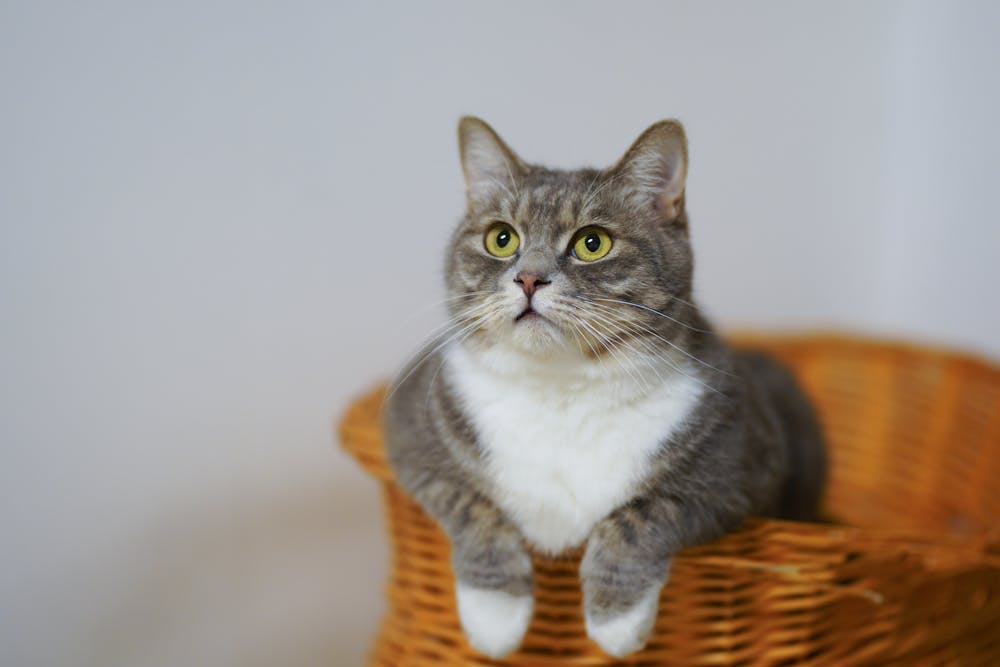 European Shorthair Cat on a Woven Basket