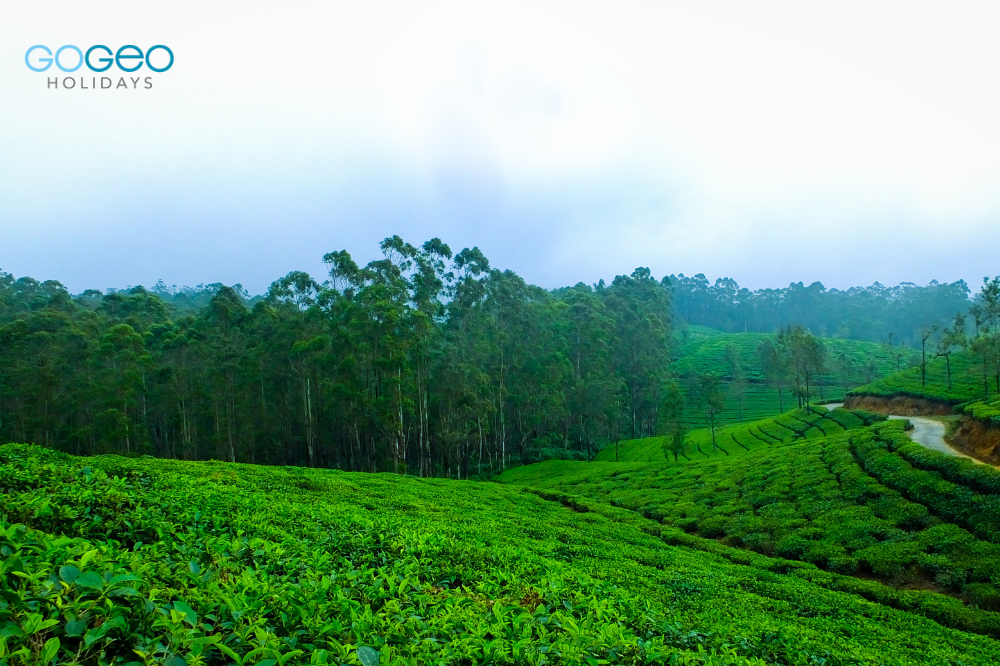 image of lush green mountain