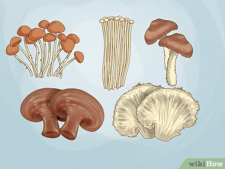 Characteristics of Home Grown Mushrooms