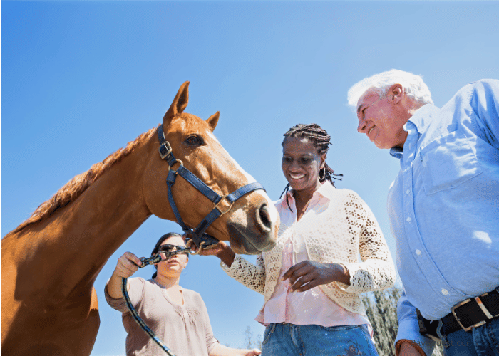 Guide to Buying and Owning a Horse