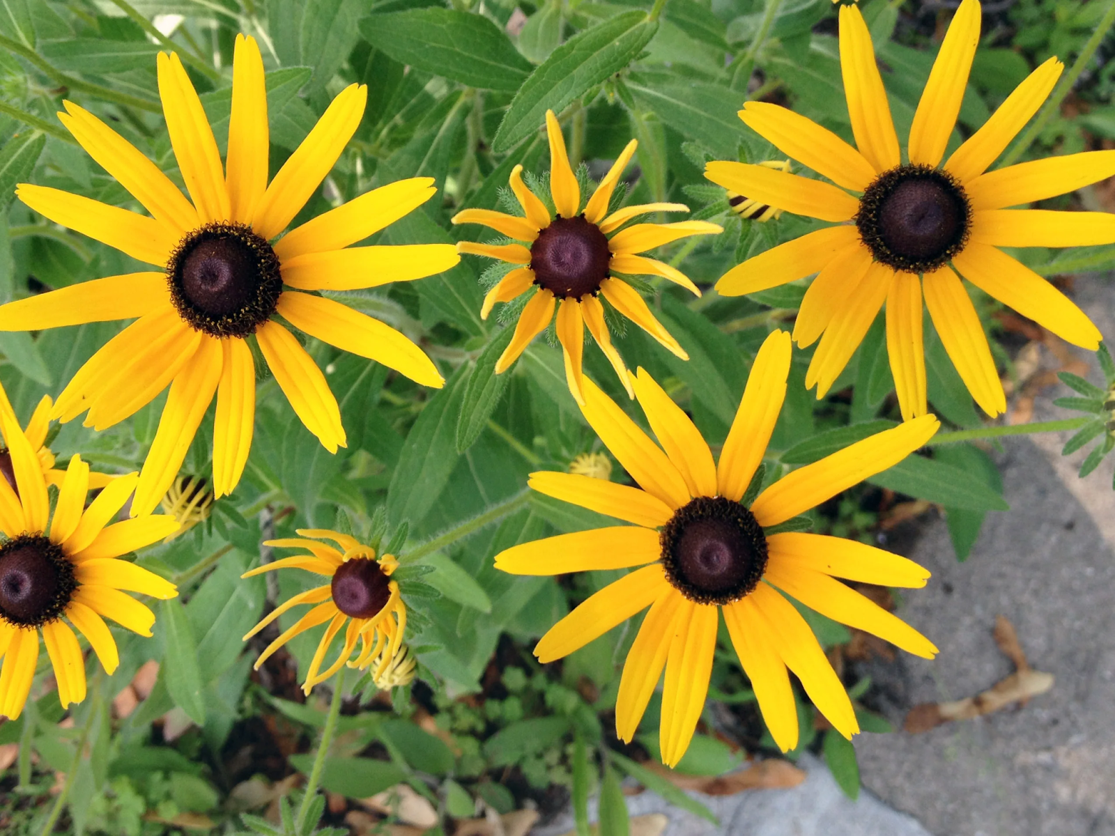 Botanical Characteristics Black-Eyed Susan