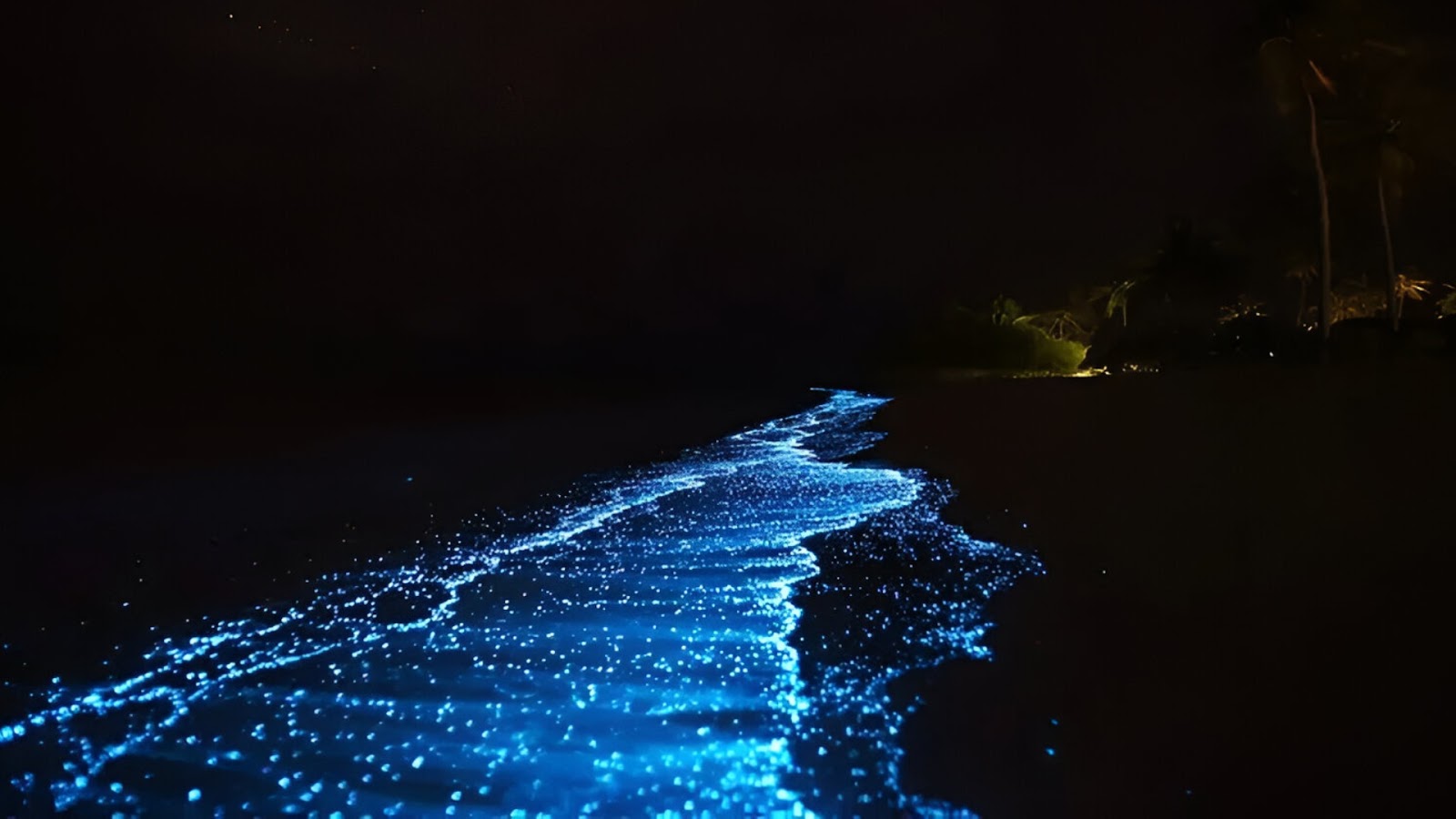 most famous bioluminescent beaches India: Betalbatim Beach, Goa