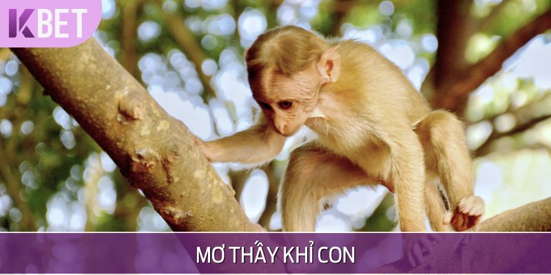 minh hoạ khỉ con