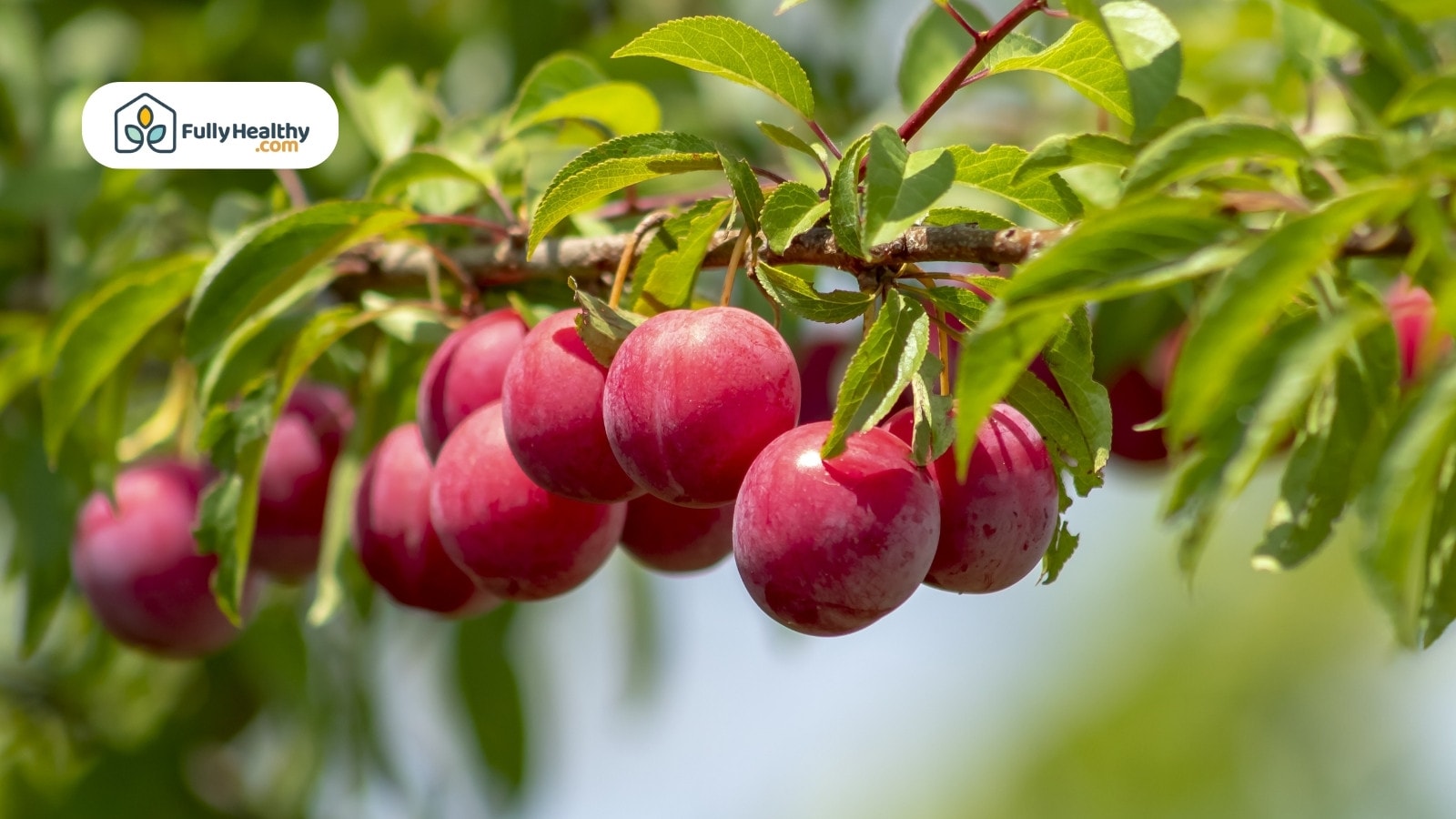 Ripe red plums growing on tree branch with green leaves