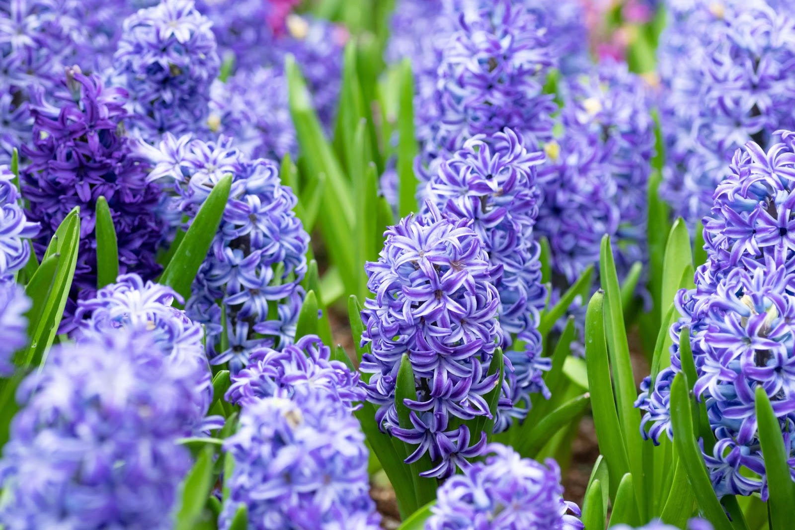 Purple Hyacinths