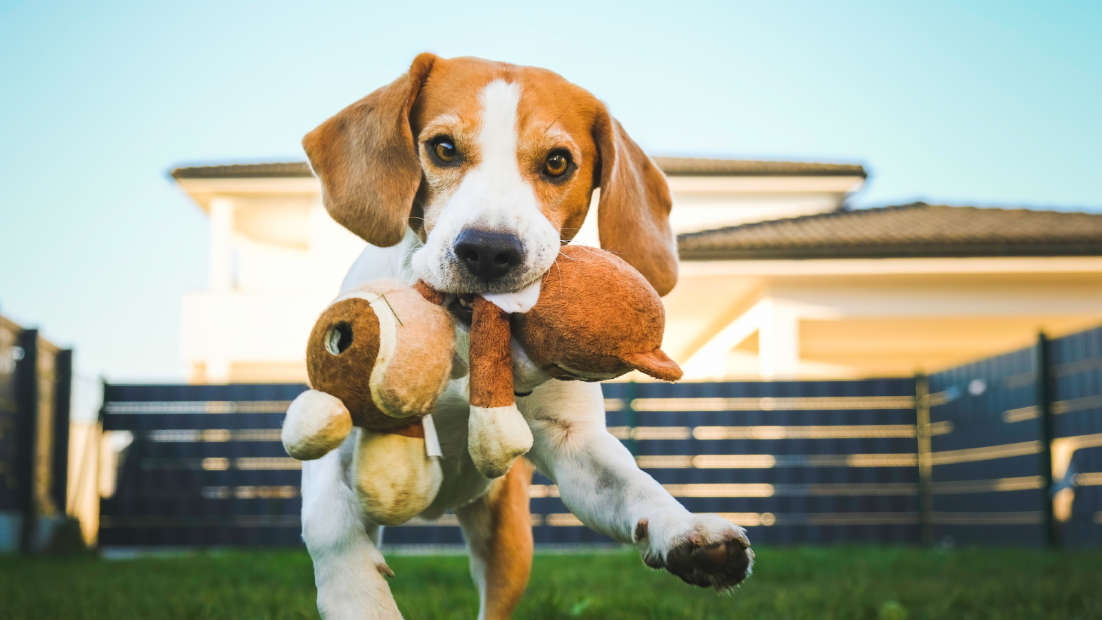 homemade dog toys