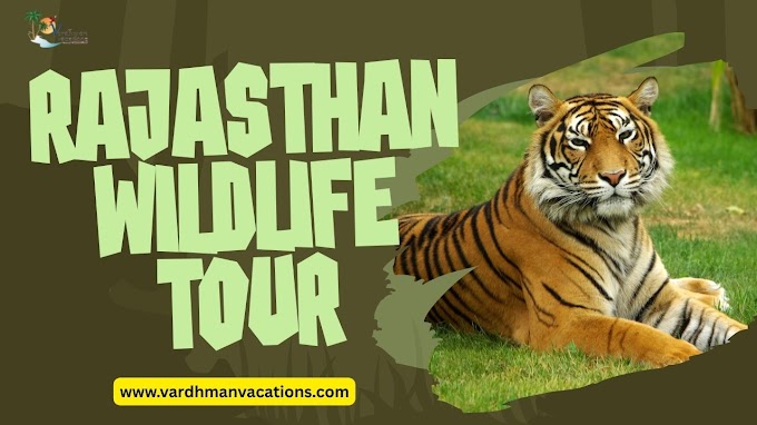 Rajasthan's Wild Heart: An Updated Guide to Your Wildlife Tour (2025-2026)