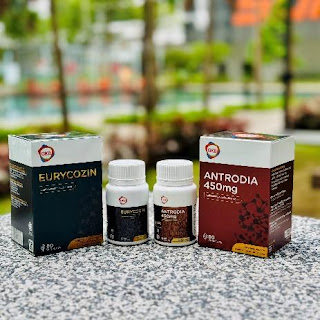 gkb supplement untuk lelaki kuat halal kkm antrodia eurycozin