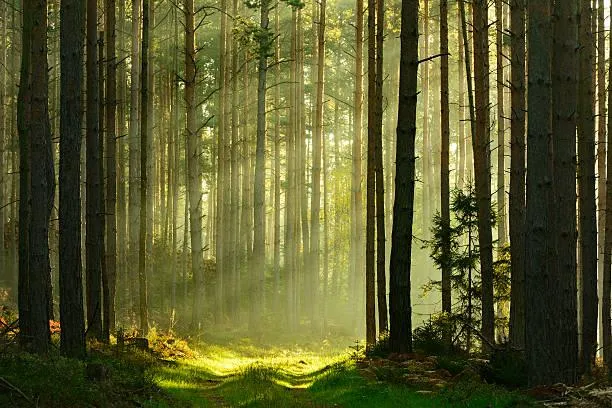 Nature’s Layers in 12 Dramatic Landscape Photos, layered nature, mountain scenes, nature, forest, landscape, natural contrast, depth in photos