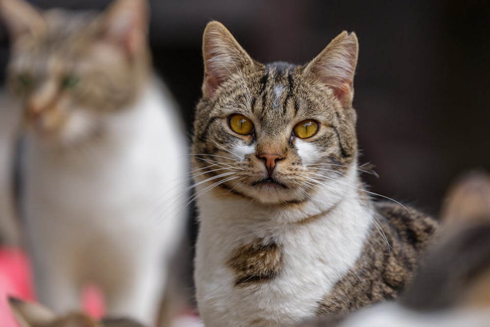 Close-up Portrait of a Tabby Cat Outdoors