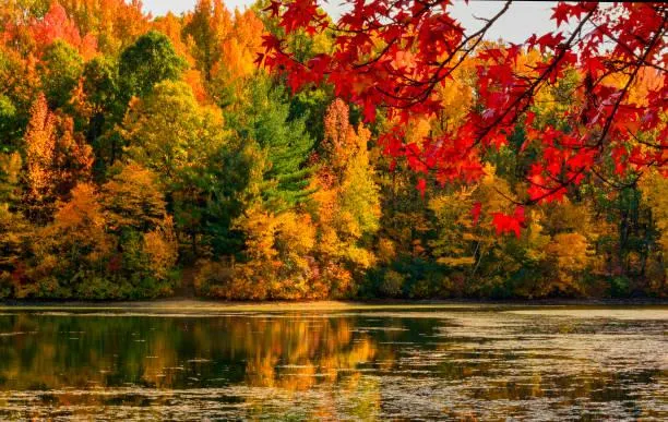 From Mountains to Forests: 20 Stunning Vistas, mountain photos, forest landscapes, nature, landscape, nature variety, wide scenery