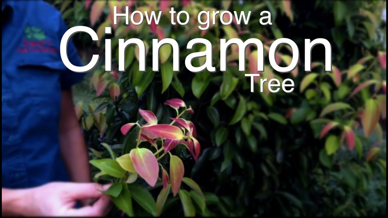 How to Grow or Plant Cinnamon