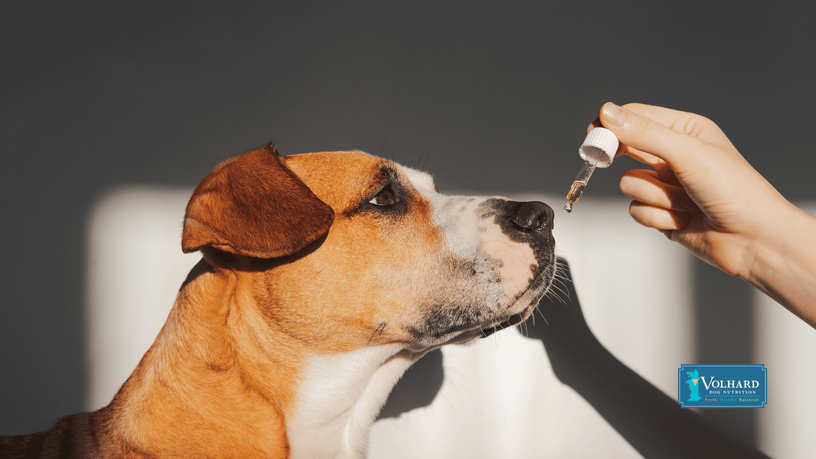 This image depicts a dog receiving medicine