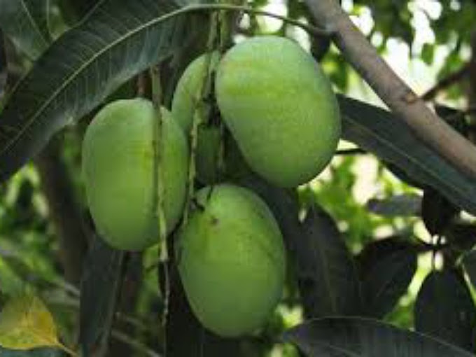Premature Mangoes: A Hidden Danger to Your Health