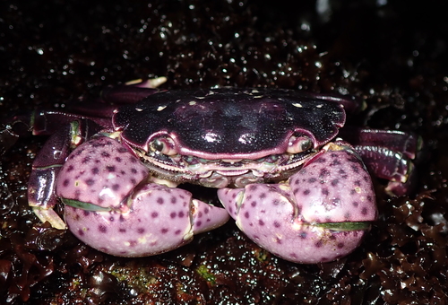 Purple Shore Crab Pet