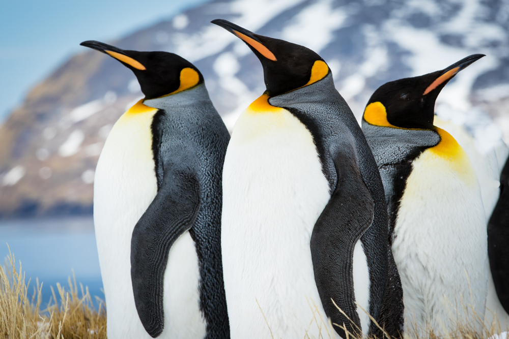 Kaiserpinguine