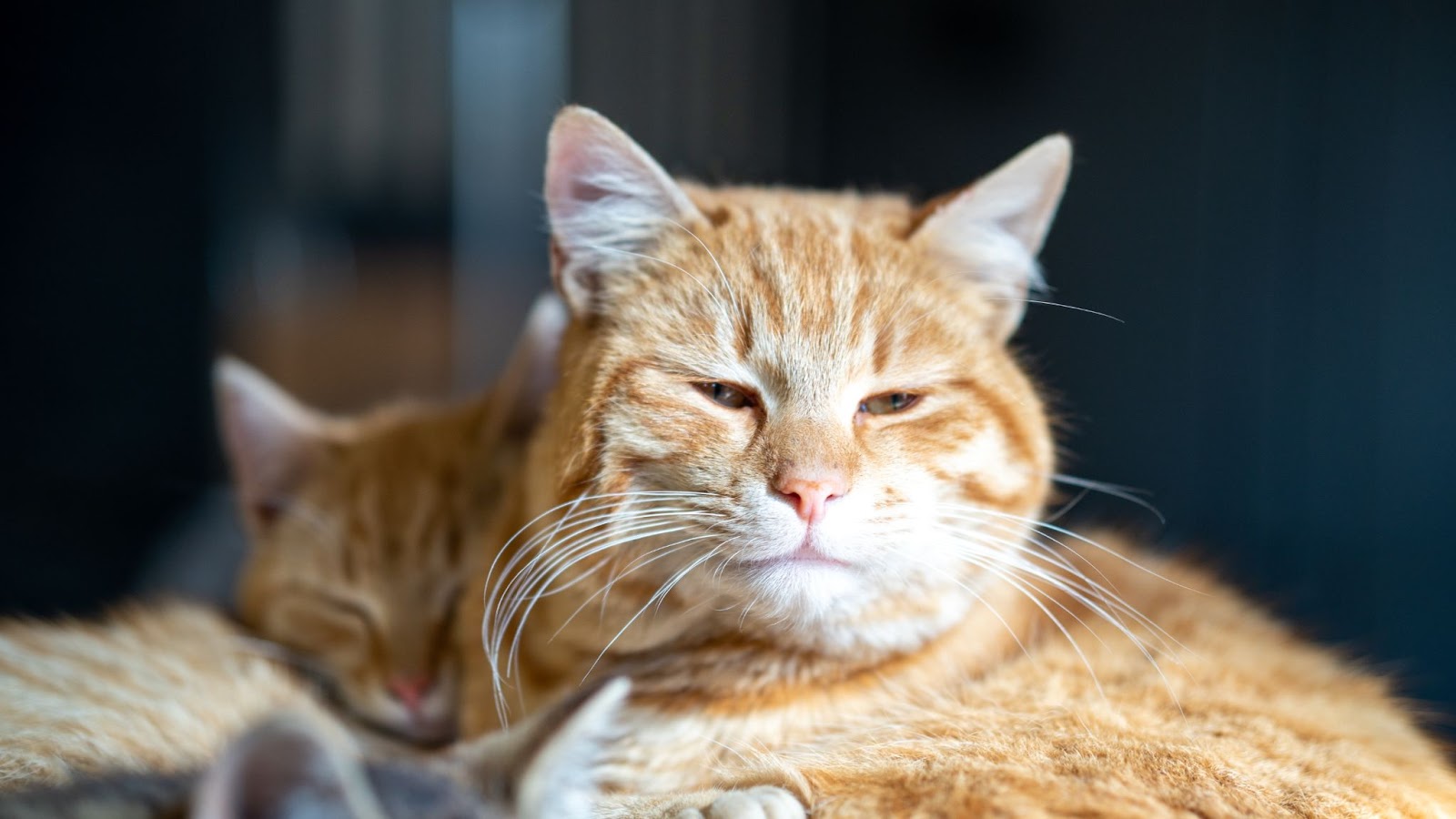 two orange cats snuggled together close up photo