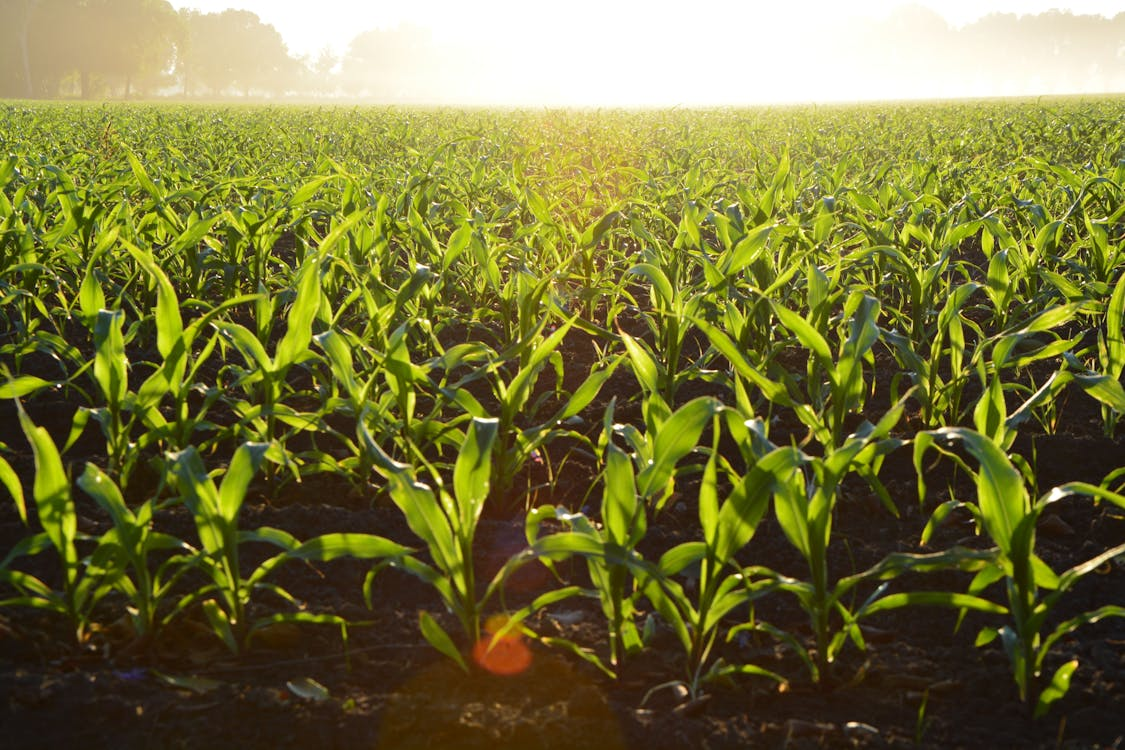 Farming Business