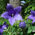 flowers name in kannada with picture