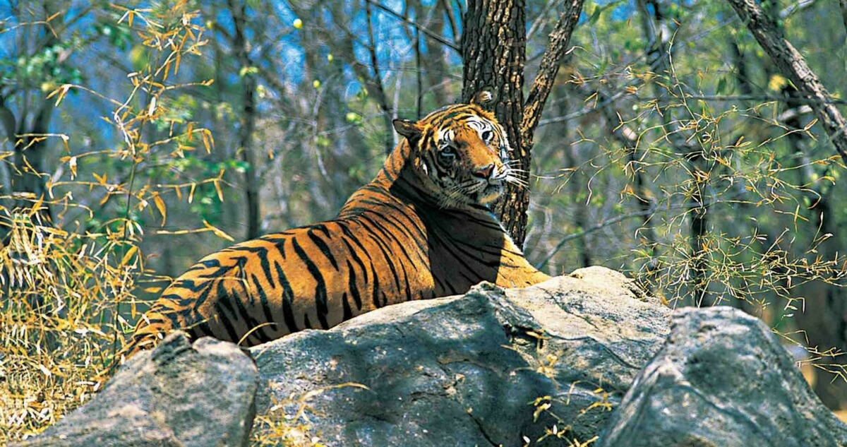 Parambikulam Tiger Reserve