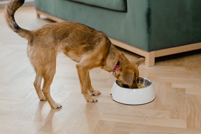 A dog eating from a bowl.