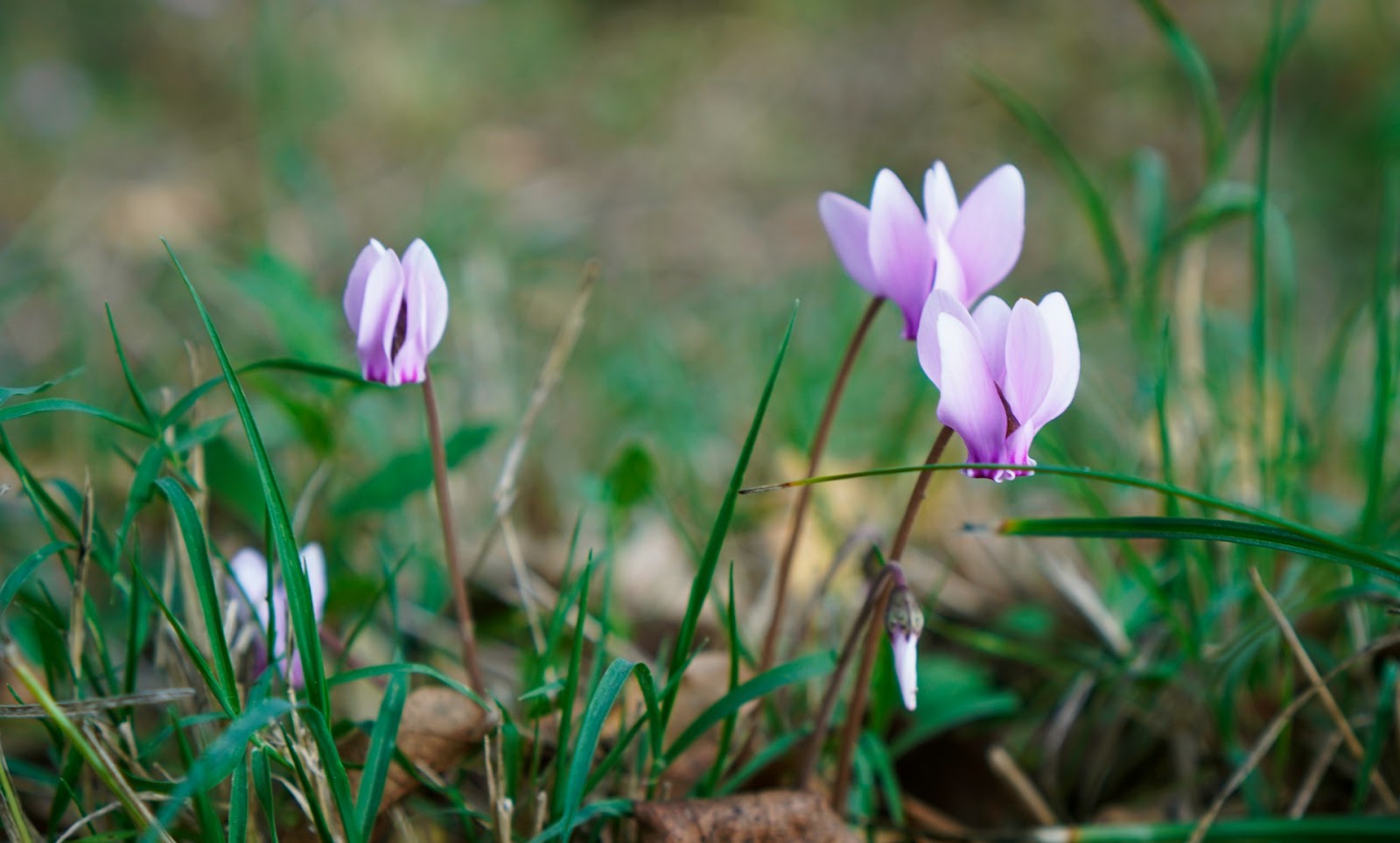 Potted Cyclamen Care