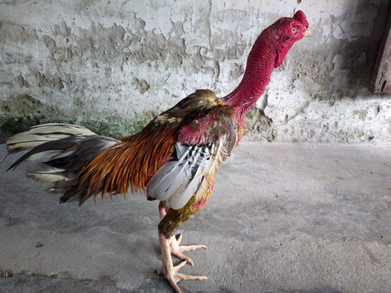 Một số mẹo chọi gà dành cho anh em tân thủ
