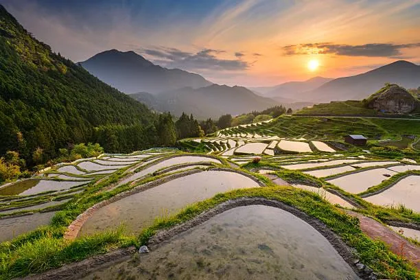 12 Sunset Hills Reflecting Golden Light, golden hills, evening shine, nature, forest, landscape, sunset slope, warm glow