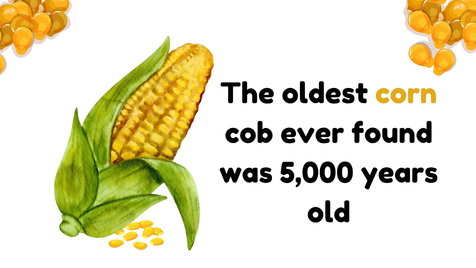 The oldest corn cob ever found was 5,000 years old