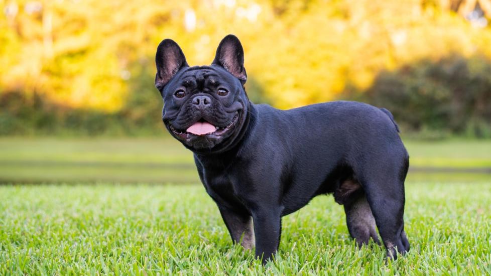 French Bulldog: The Ultimate Guide to This Adorable Breed