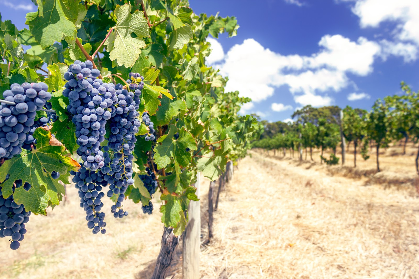 Grapes on a vine