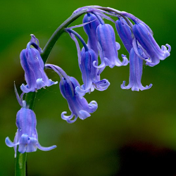 Bluebell Flower