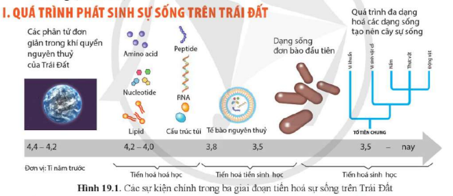 BÀI 19. SỰ PHÁT SINH, PHÁT TRIỂN SỰ SỐNG TRÊN TRÁI ĐẤT VÀ HÌNH THÀNH LOÀI NGƯỜI