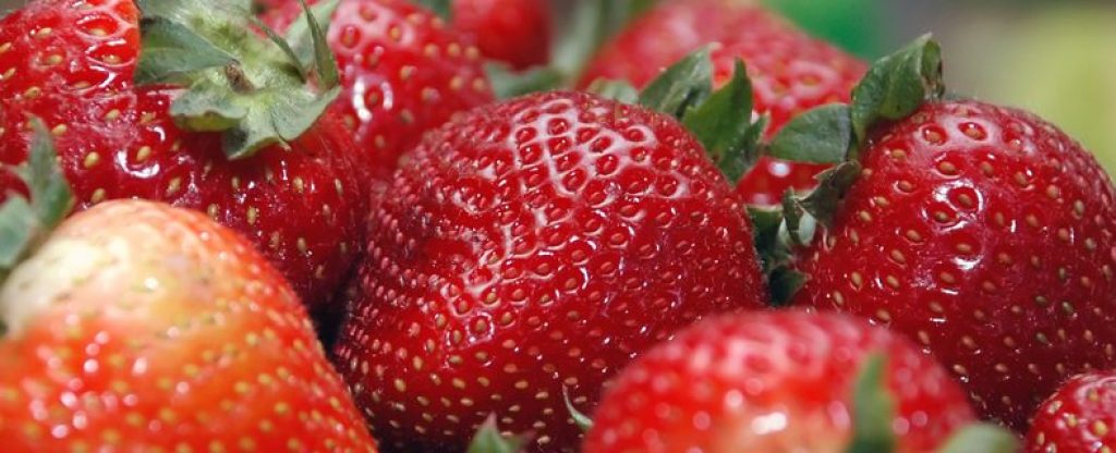 hydroponic strawberries