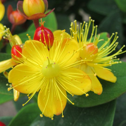 Hypericum flower