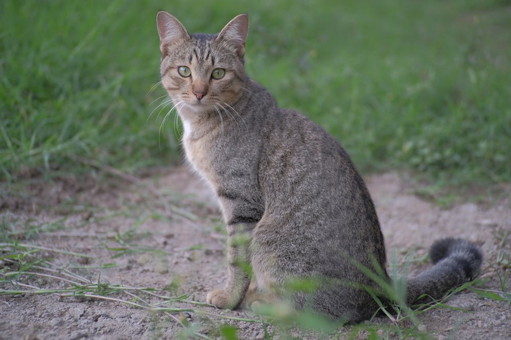 An Orange and White Cat on ground