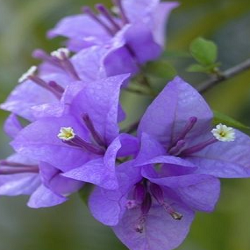 Bougainvillea Flower