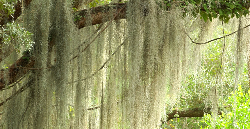 Spanish moss, a common bromeliad, hanging from a tree branch.