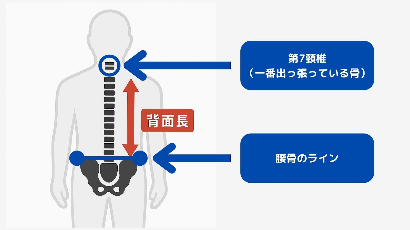 背面長の長さの図式