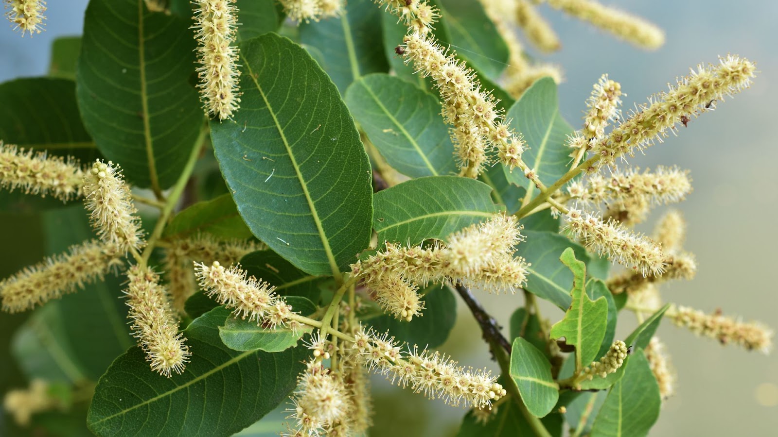 Arjuna Tree (Terminalia arjuna)