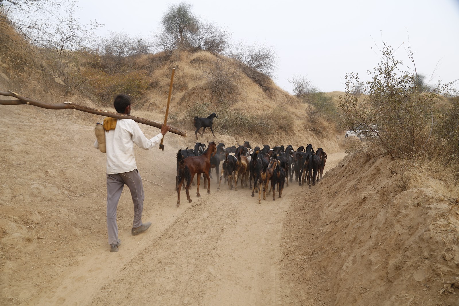 manjari livelihood.jpg