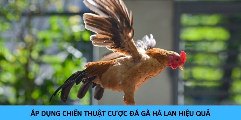 Có nhiều chiến thuật để bạn áp dụng khi tham gia cược chọi gà Hà Lan