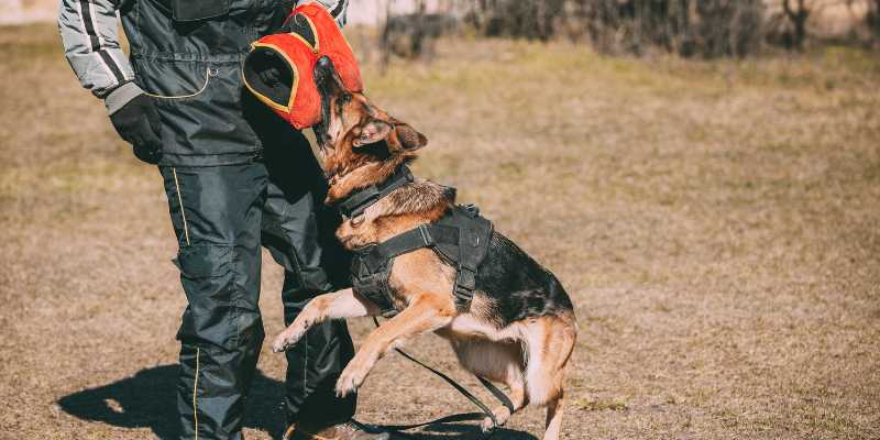 Mơ Thấy Chó Cắn Có Điềm Báo Gì