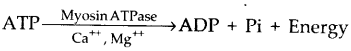 NCERT Solutions For Class 11 Biology Locomotion and Movement Q3