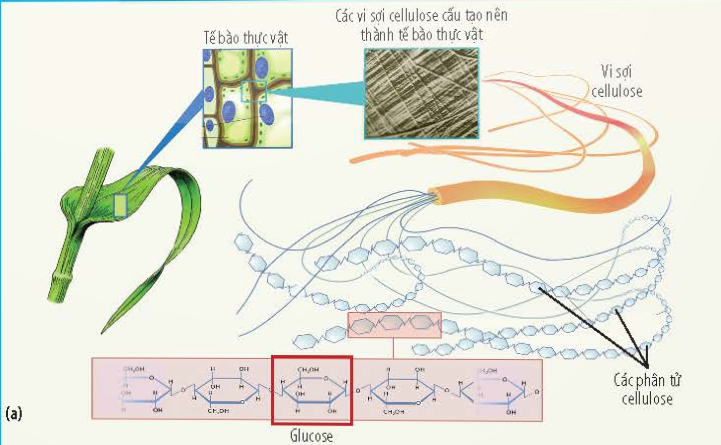 BÀI 6 - CÁC PHÂN TỬ SINH HỌC TRONG TẾ BÀO