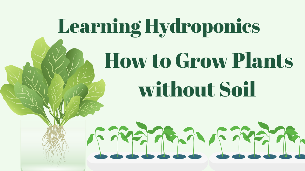 Learning Hydroponics: How to Grow Plants without Soil