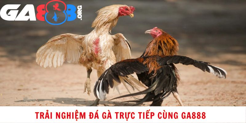 Trải Nghiệm Đá Gà Trực Tiếp Cùng GA888