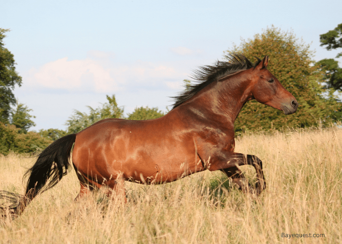 Race Horse Top Speed