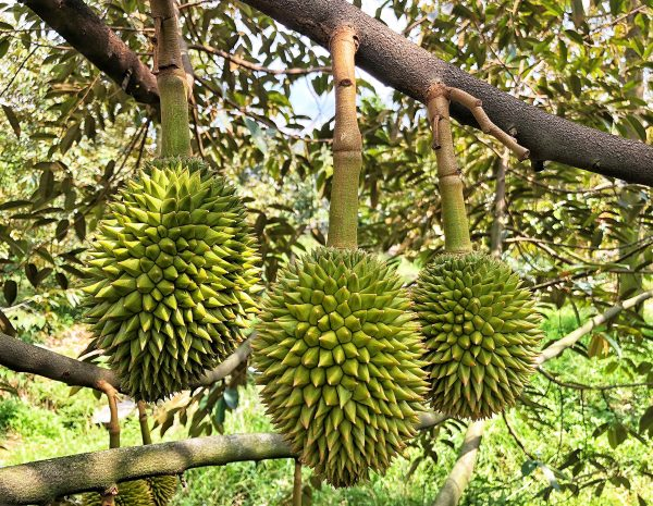 Trái sầu riêng Khổ qua